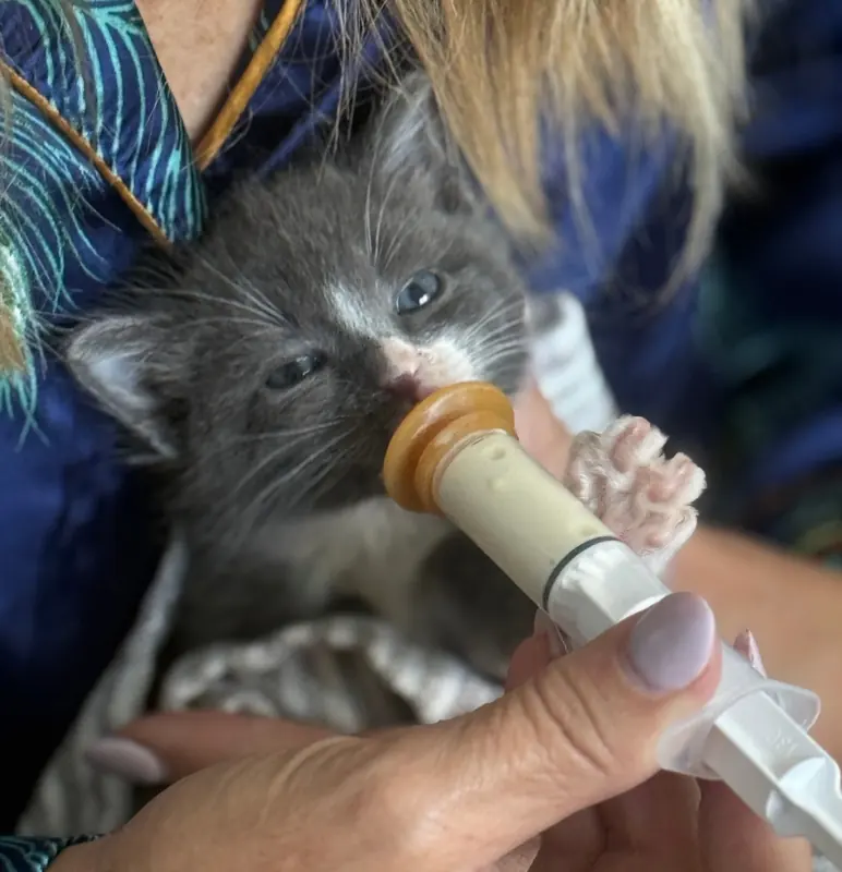 A tiny rescued kitten being carefully bottle-fed by hand