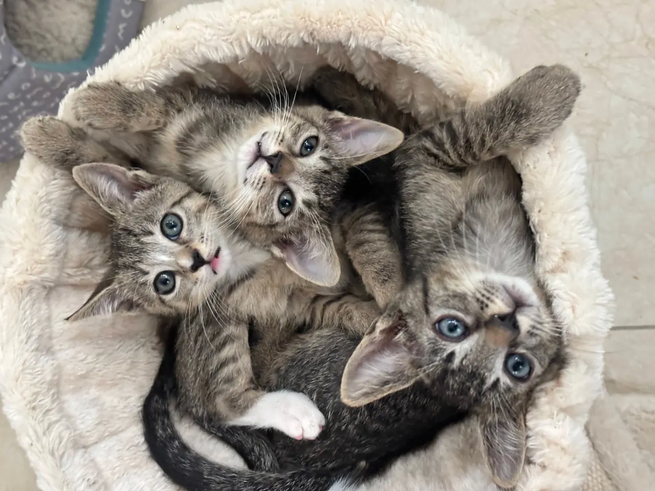 A litter of rescued tabby kittens curled together in a soft bed